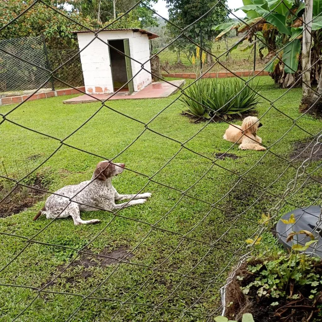Huellas Hostal Canino en La Mesa de los Santos_4