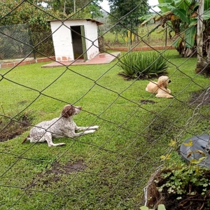 Huellas Hostal Canino en La Mesa de los Santos_4