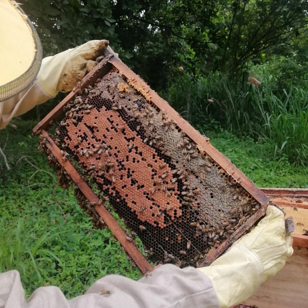 Apícola Santa Lucía en La Mesa de los Santos_3