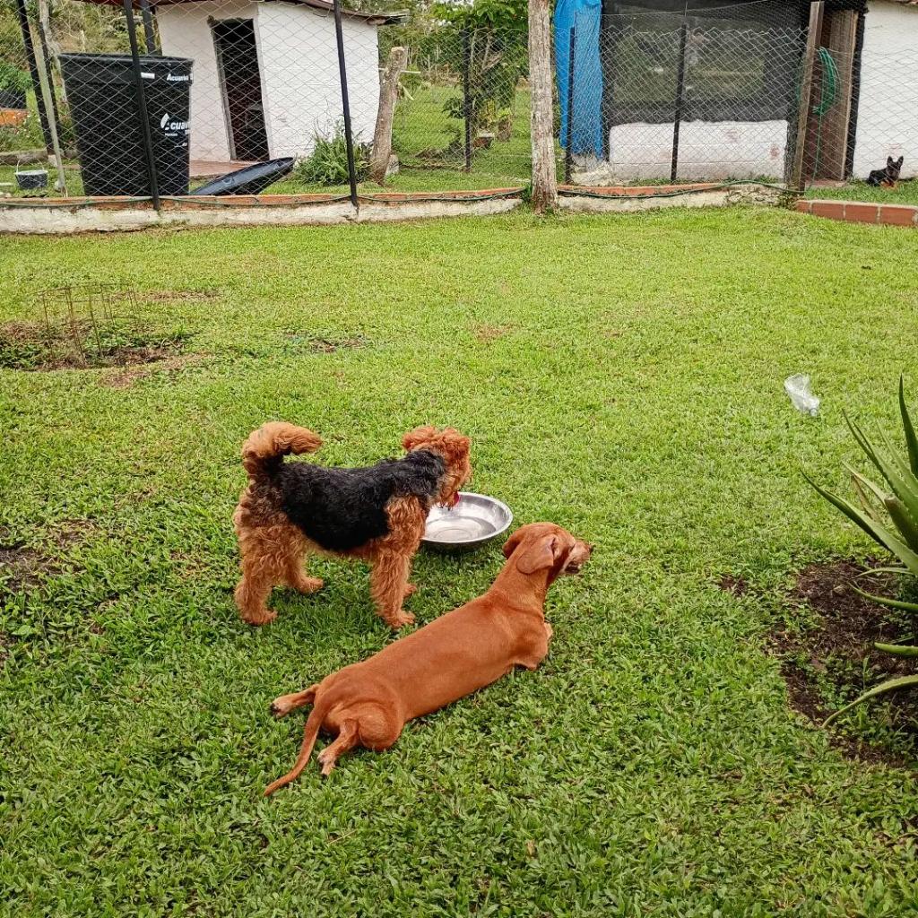 Huellas Hostal Canino en La Mesa de los Santos_3
