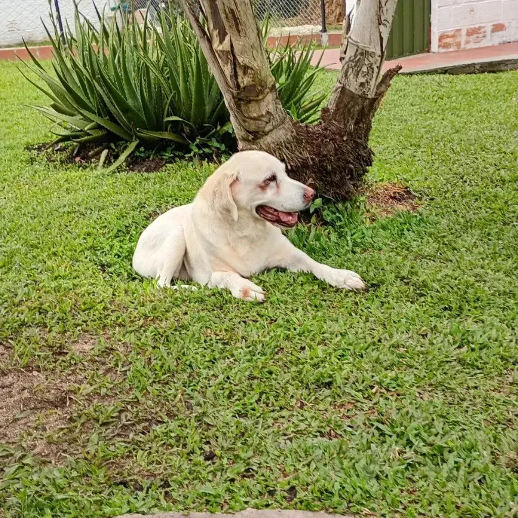 Huellas Hostal Canino en La Mesa de los Santos_2