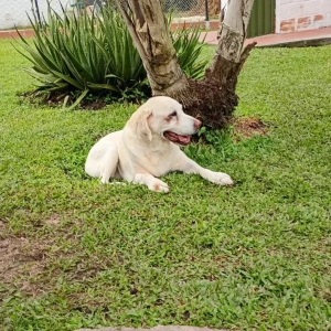 Huellas Hostal Canino en La Mesa de los Santos_2